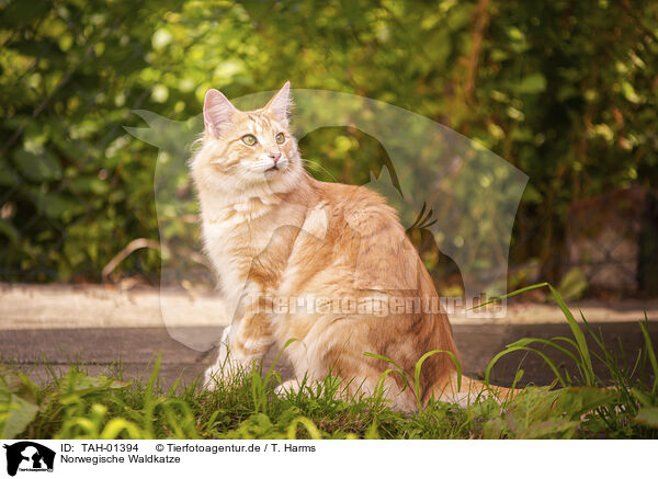 Norwegische Waldkatze / TAH-01394