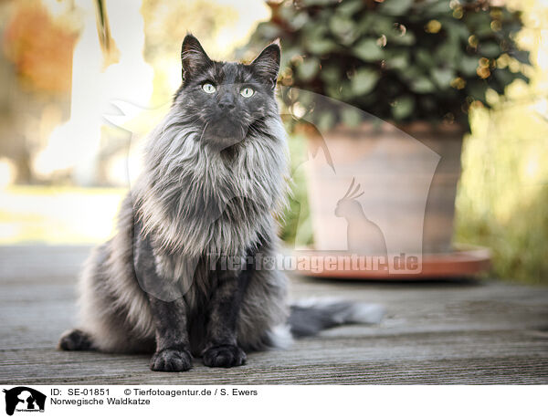 Norwegische Waldkatze / Norwegian Forest Cat / SE-01851