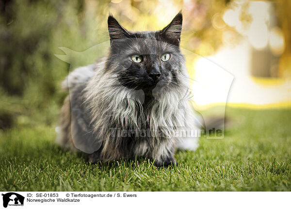 Norwegische Waldkatze / Norwegian Forest Cat / SE-01853