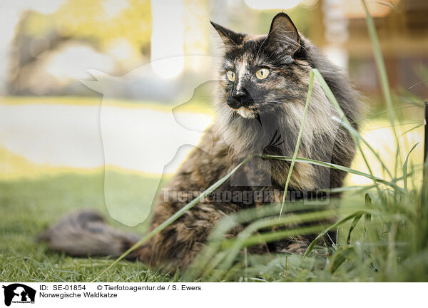 Norwegische Waldkatze / Norwegian Forest Cat / SE-01854