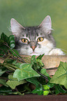 Norwegische Waldkatze Portrait