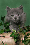 Norwegisches Waldkatze Ktzchen Portrait