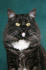 Norwegischer Waldkatze Kater Portrait