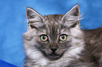 Norwegisches Waldkatze Ktzchen Portrait