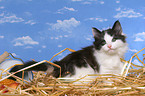 Norwegisches Waldkatze Ktzchen im Stroh