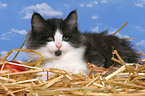 Norwegisches Waldkatze Ktzchen im Stroh