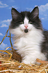 Norwegisches Waldkatze Ktzchen im Stroh