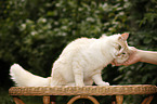 Norwegische Waldkatze