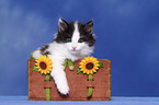 Norwegische Waldkatze Ktzchen