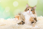 liegende Norwegische Waldkatze