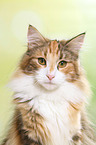 Norwegische Waldkatze Portrait