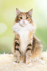 sitzende Norwegische Waldkatze