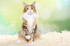 sitzende Norwegische Waldkatze