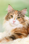 liegende Norwegische Waldkatze