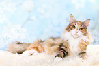 liegende Norwegische Waldkatze