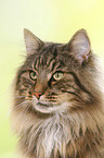 Norwegische Waldkatze Portrait