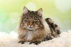 liegende Norwegische Waldkatze