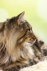 liegende Norwegische Waldkatze
