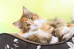 liegende Norwegische Waldkatze