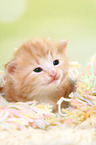 Norwegische Waldkatze Ktzchen
