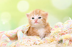 Norwegische Waldkatze Ktzchen
