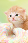 Norwegische Waldkatze Ktzchen