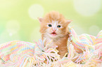 Norwegische Waldkatze Ktzchen
