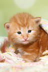 Norwegische Waldkatze Ktzchen