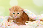 Norwegische Waldkatze Ktzchen