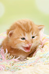 Norwegische Waldkatze Ktzchen
