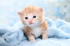 Norwegische Waldkatze Ktzchen