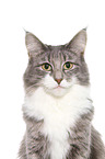 Norwegische Waldkatze Portrait