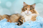 liegende Norwegische Waldkatze