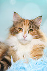 liegende Norwegische Waldkatze