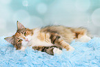 liegende Norwegische Waldkatze