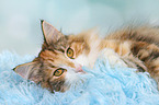 liegende Norwegische Waldkatze