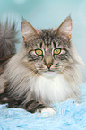 liegende Norwegische Waldkatze