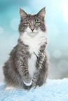 sitzende Norwegische Waldkatze