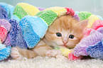 Norwegische Waldkatze Ktzchen