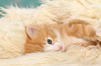 Norwegische Waldkatze Ktzchen