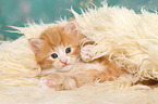 Norwegische Waldkatze Ktzchen