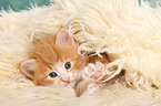 Norwegische Waldkatze Ktzchen