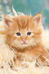 Norwegische Waldkatze Ktzchen