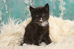 Norwegische Waldkatze Ktzchen