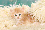 Norwegische Waldkatze Ktzchen