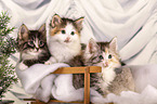 Norwegische Waldkatze Ktzchen