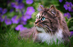 Norwegische Waldkatze vor Blumen