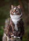 sitzende Norwegische Waldkatze