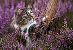 Norwegische Waldkatze in der Heide