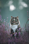 Norwegische Waldkatze in der Heide